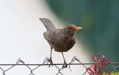 Female blackbird (Turdus merula) about to fly off from grass of backyard lawn