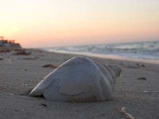 Caracol en la playa