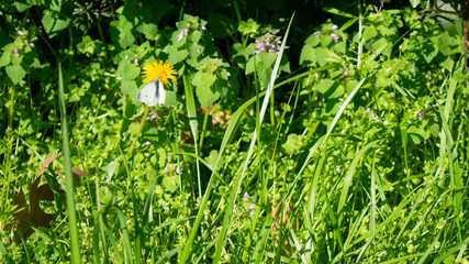 A White Moth on a Yellow Dandelion