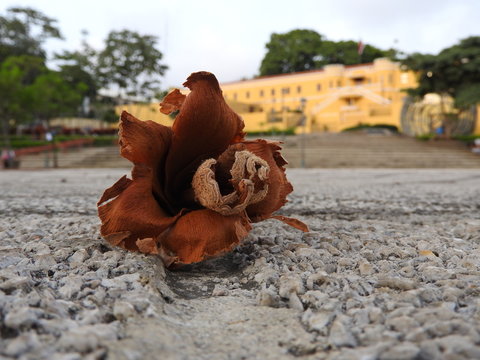 Flor en la ciudad