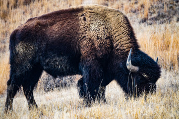 bison in theodore roosevelte national park