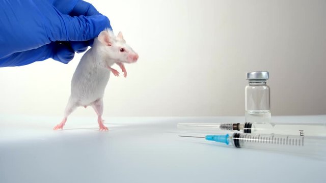 A scientist in blue gloves holding white abino lab laboratory mouse by scruff in order to conduct an experiment and test vaccine