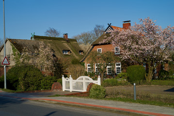 blooming trees next to a traditional red brick house with reed roof in the district Wesermarsch...