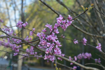 pink flowers blooming
