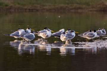 Common tern in shallow water