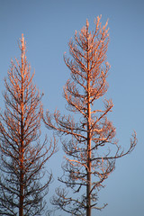 Two illuminated treetops in an orange sunset in northern Sweden
