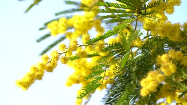 Video Of Mimosa Flowers In Wind. Mimosa tree in the garden.