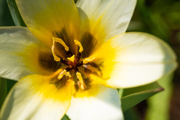 Fototapeta na wymiar Close up white yellow flower, soft focus