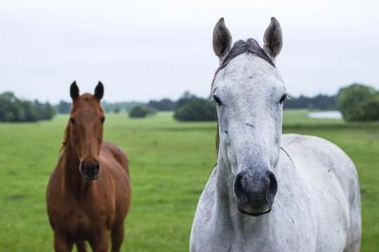 Two Horses in Field During Rain Storm