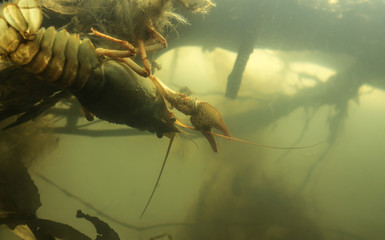 Crayfish in the habitat. Coldwater biotope.