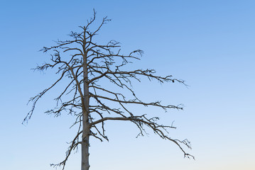 A silhouette of a tree that dried on a swamp. dry tree against a clear blue sky