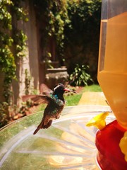 Colibrí © Manolo