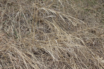 dry grass texture