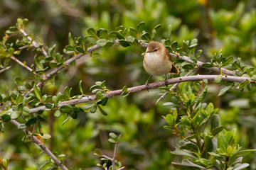 Outeniqua warbler perched on a branch