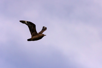 Skua bird flying showing wing details and coloration