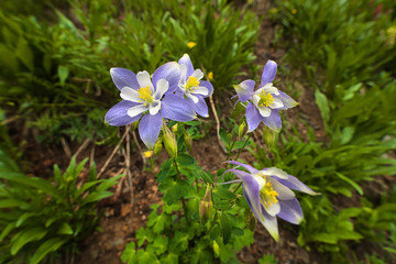Columbine Flowers Blooming