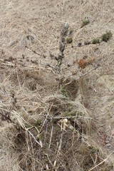 hay in the field