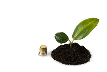 money tree growing. economic downturn. concept of investment growth like a growing tree.