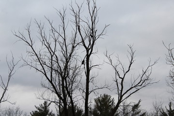 dead tree in winter