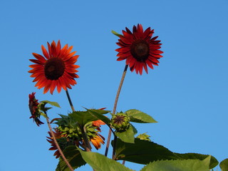 sunflower against blue sky