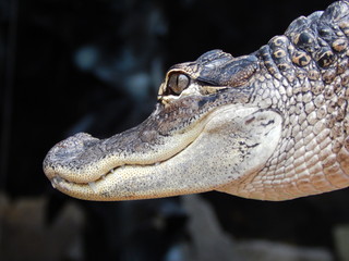 american alligator