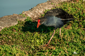 pukeko