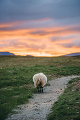 Obraz premium Sheep walking towards sunset on a path in a green field