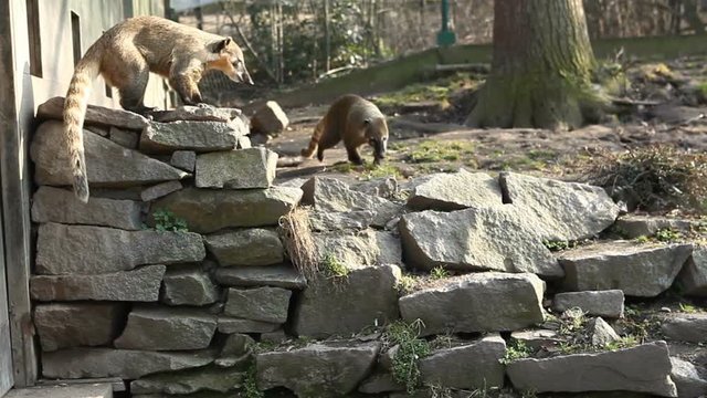 American coati run and jump on rocks