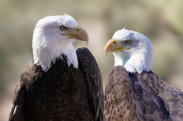 Close up of the left and right faces of a beautiful male bald eagle.