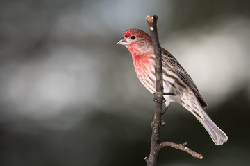 House Finch Perched Delicately on a Slender Branch