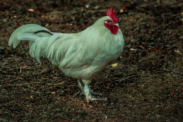 white rooster in the park