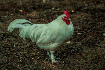 white rooster in the park