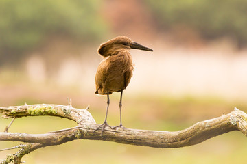 Hammerkop bird, hammerhead bird