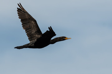 Double-Crested Cormorant Flying in a Blue Sky