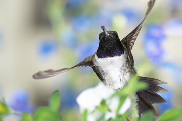 Black-Chinned Hummingbird Searching for Nectar Among the Blue Flowers
