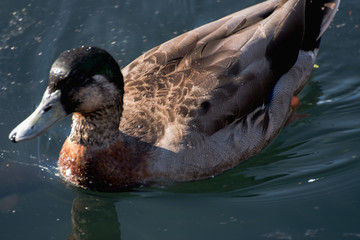 duck on the water