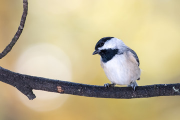 Carolina Chickadee Perched on an Autumn Branch