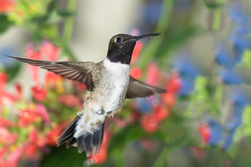 Black-Chinned Hummingbird Searching for Nectar Among the Red Flowers