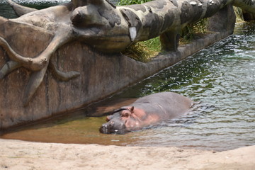 Hipopotamo
