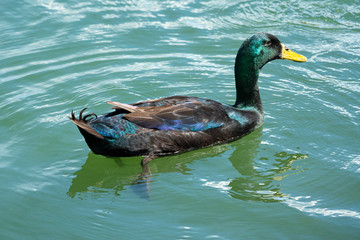 duck in the water