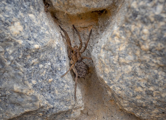 Large garden spider among wall stones, with several young on its body, Areal, Rio de Janeiro, Brazil