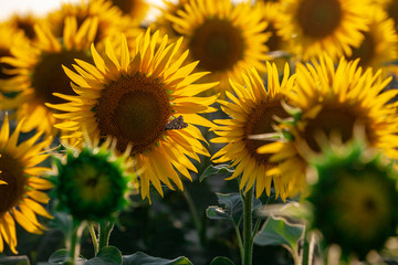 Blooming sunflower in a field with bright yellow petals against other sunflowers and a blue sky. In the field of sunflowers ripen the harvest of seeds.