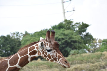 Obraz premium Jirafa