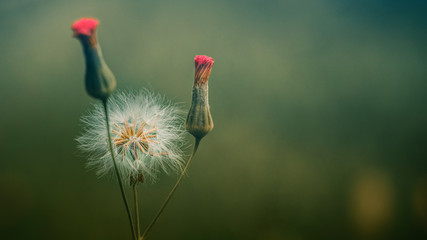 Dandelion 