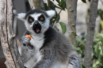 Lemur happy 