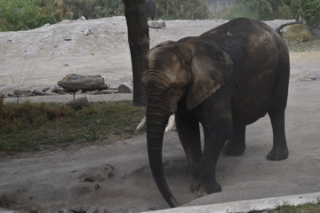 Fototapeta premium Elefante