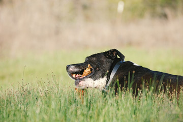 Pet puppy dog laying in grass during spring chewing on stick, happy animal lifestyle.