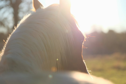 Close up lifestyle portrait of horse in soft romantic morning sunlight.