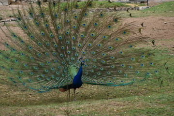 Obraz premium Pavoreal