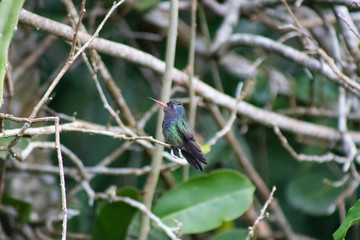White-chinned Sapphire (beija-flor-roxo). Hylocharis cyanus. On the branch.